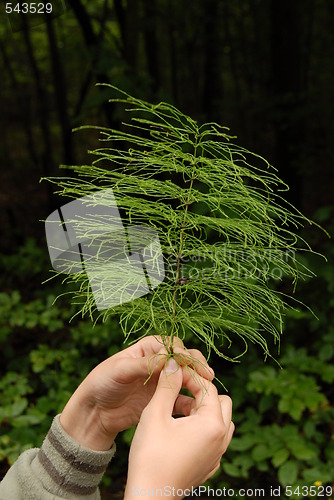 Image of horsetail