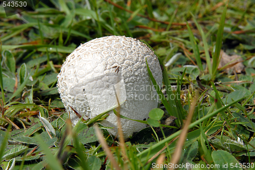 Image of puffball