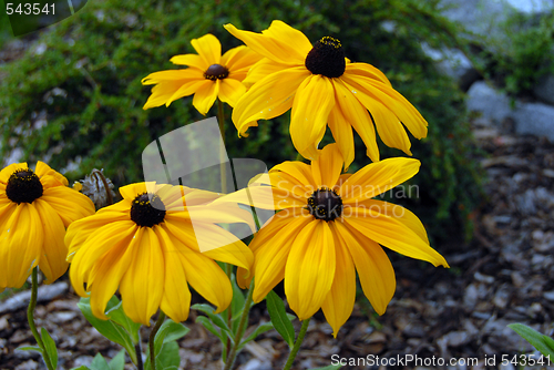 Image of flowers in my garden