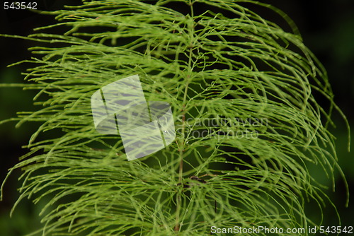 Image of horsetail