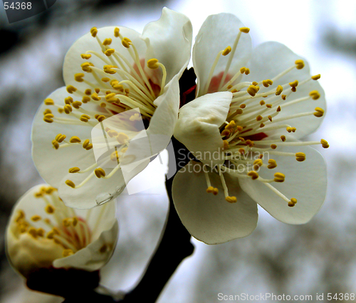 Image of Plum Flowers