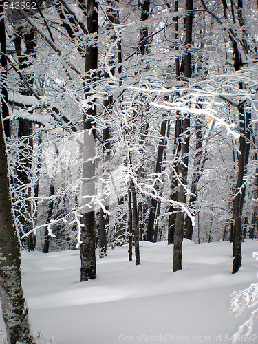 Image of Winter forest