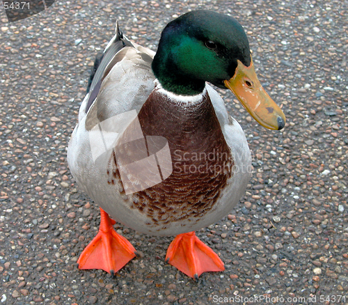 Image of Duck