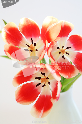 Image of Tulips in vase