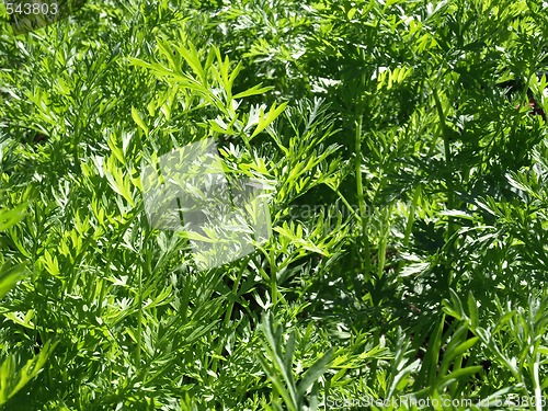 Image of Green Carrot Tops