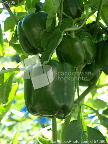 Image of Growing Bell Peppers