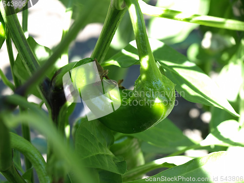 Image of Growing Peppers