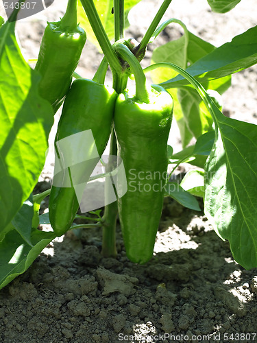 Image of Peppers on the Vine