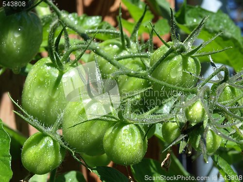 Image of Green Tomatoes on the Vine