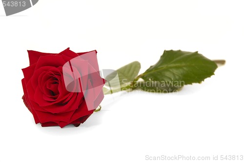 Image of Red rose flower isolated on white background