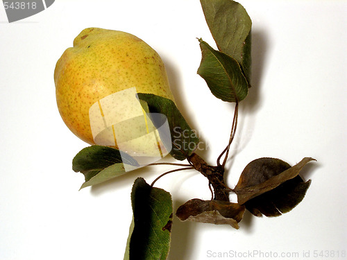 Image of pears