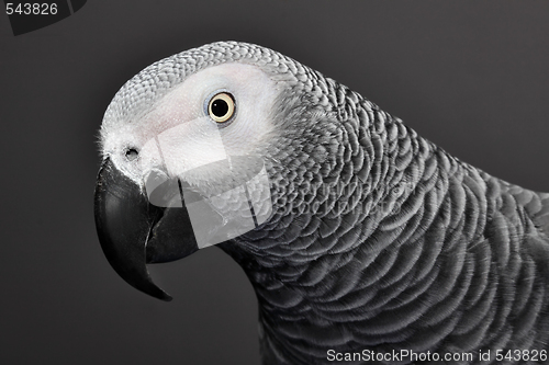 Image of African Grey Parrot 