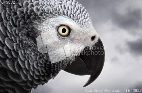 Image of African Grey Parrot isolated on white