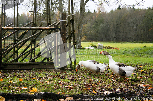Image of Geese at Eivere Manor