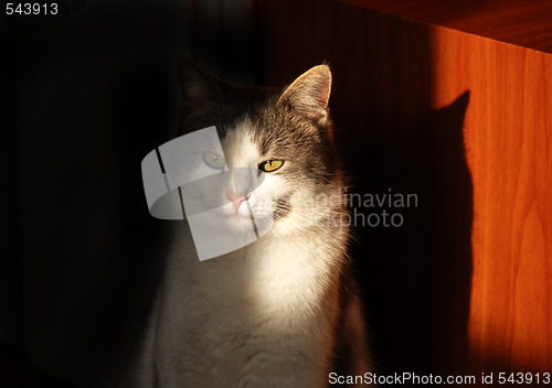 Image of Cat eye in sunlight