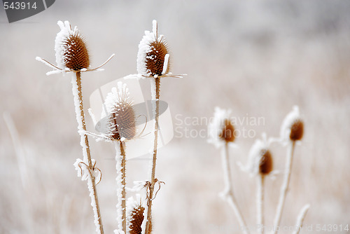 Image of Icy plants