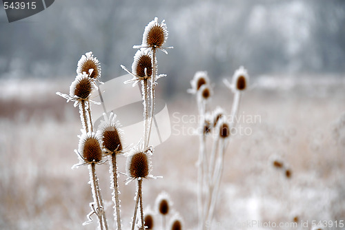 Image of Icy plants