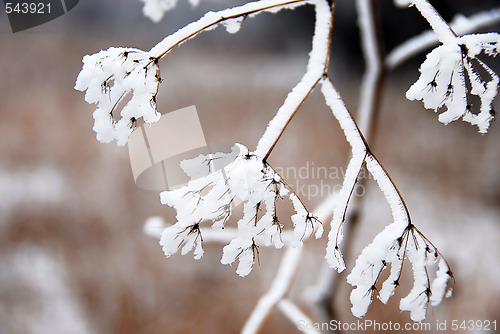Image of Icy plant