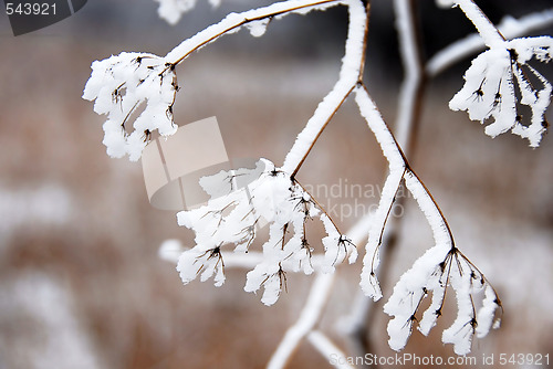 Image of Icy plant