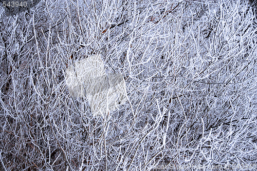 Image of Icy branch background