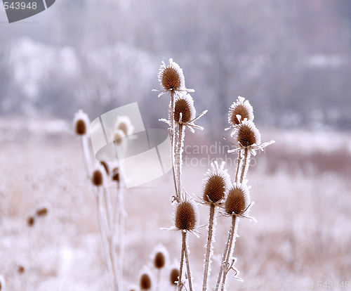 Image of Icy plants