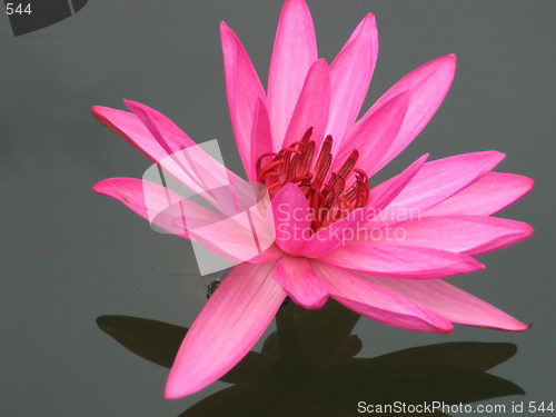 Image of Water lily magic