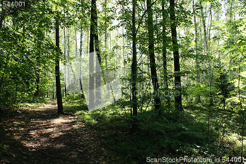 Image of czech forest