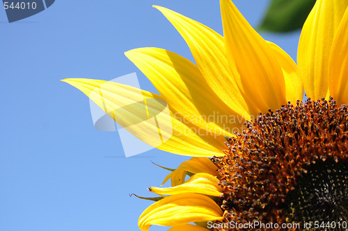 Image of sunflower background