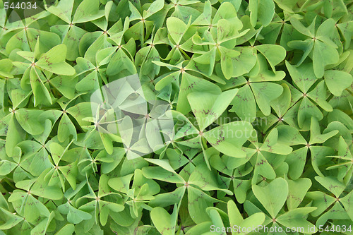 Image of green background