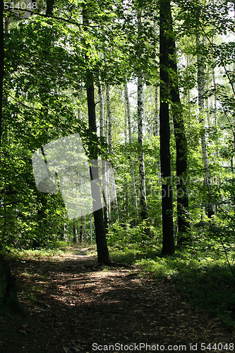 Image of czech forest