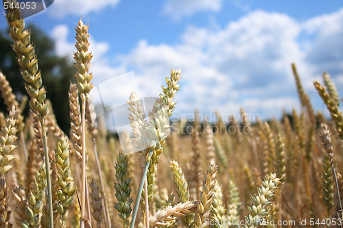 Image of golden corn