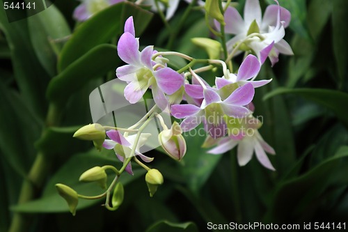 Image of Vanda, Orchid