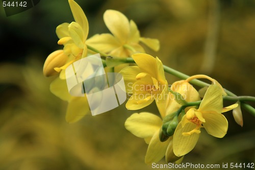 Image of Vanda, Orchid