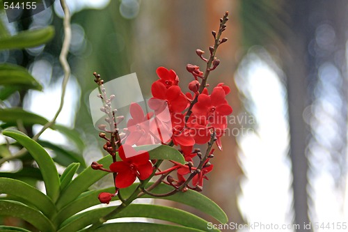 Image of Vanda, Orchid