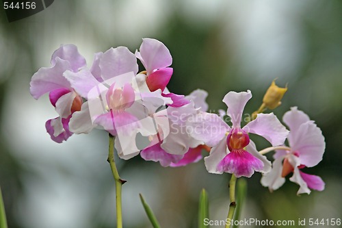 Image of Vanda, Orchid