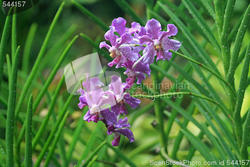 Image of Vanda, Orchid
