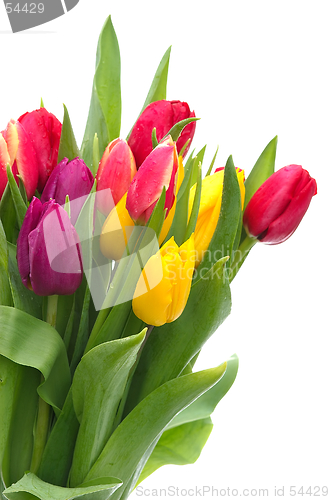 Image of Tulips