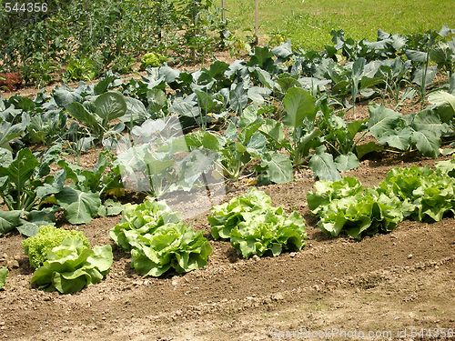 Image of salad