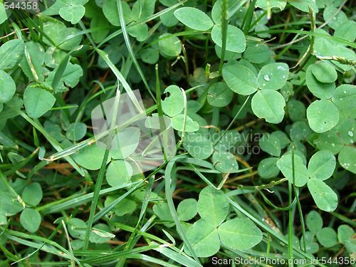 Image of clover