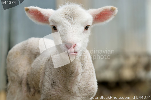 Image of cute lamb tongue out