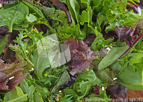 Image of lettuce background