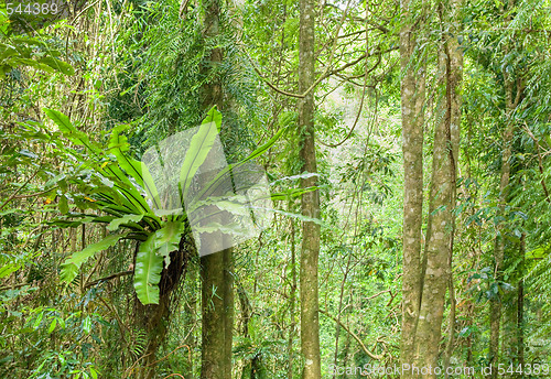 Image of rainforest trees