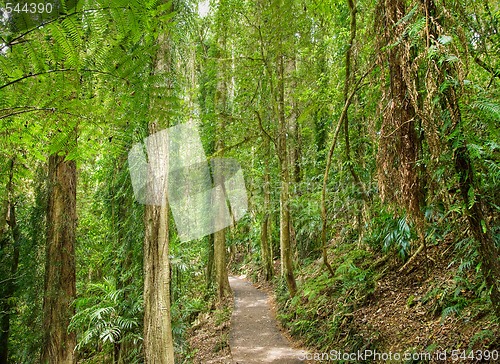 Image of rain forest