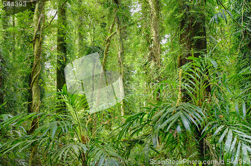 Image of rainforest trees