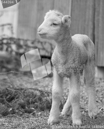 Image of cute lamb on farm