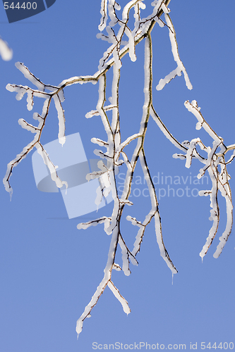 Image of Ice Branch 1