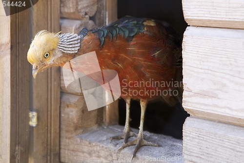 Image of Golden Pheasant