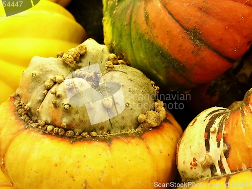 Image of squash