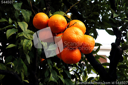 Image of ORANGES
