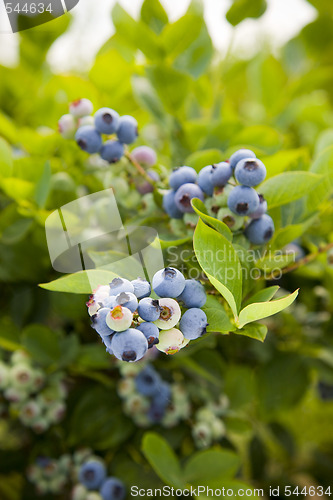 Image of Blueberries